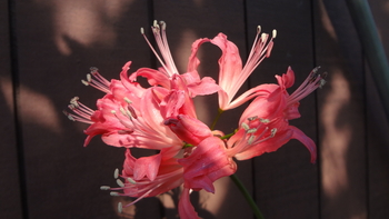 ネリネの花を見たい By Rider1 ネリネの栽培記録 育て方 そだレポ みんなの趣味の園芸