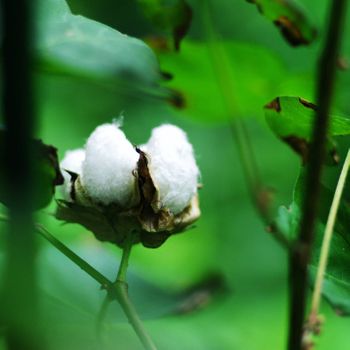はじめての和棉栽培 By かいこ14 ワタ 綿 の栽培記録 育て方 そだレポ みんなの趣味の園芸