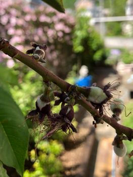 桃を育てよう 縮葉病からの復活の巻 By あい モモ 桃 の栽培記録 育て方 そだレポ みんなの趣味の園芸