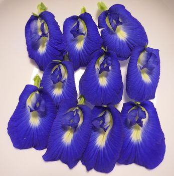 バタフライピー タイでポピュラーな青い花のハーブで 青いご飯も炊けるとか By Tsugean クリトリア チョウマメ の栽培記録 育て方 そだレポ みんなの趣味の園芸