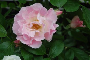 真っ白なサマースノーからピンクサマースノーが咲くことを夢見て By そよ風の庭 バラ つるバラ の栽培記録 育て方 そだレポ みんなの趣味の園芸