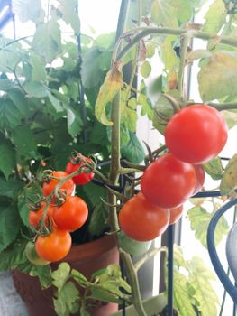 久しぶりのミニトマト栽培中 By Rav トマトの栽培記録 育て方 そだレポ みんなの趣味の園芸