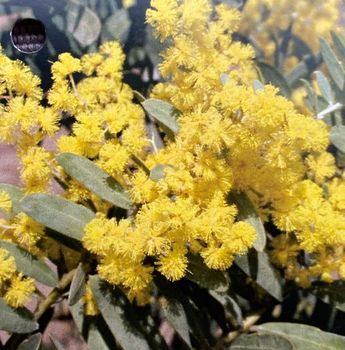 黄色い花に憧れて アカシア ブルーブッシュ By あじサイコ ギンヨウアカシアの栽培記録 育て方 そだレポ みんなの趣味の園芸