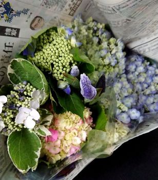 切り花のアジサイの挿し木に挑戦 年初夏から By アコヤ そだレポ みんなの趣味の園芸