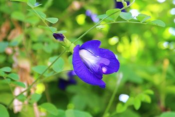 バタフライピー 蝶豆 で青いゼリーを作りたい By イネ科 クリトリア チョウマメ の栽培記録 育て方 そだレポ みんなの趣味の園芸