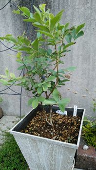 初夏ブルーベリーの鉢植え By 芥 ブルーベリーの栽培記録 育て方 そだレポ みんなの趣味の園芸
