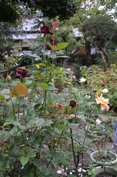 バラの肥料 By あけゆくや バラ ブッシュ ローズ の栽培記録 育て方 そだレポ みんなの趣味の園芸