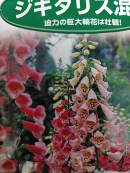 ジキタリスを種から咲かせる By みきか そだレポ みんなの趣味の園芸