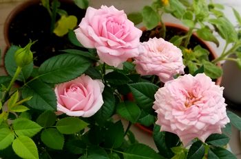 ピンクのミニバラ観察日記 By あかねこ バラ ミニバラ の栽培記録 育て方 そだレポ みんなの趣味の園芸