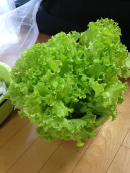 野菜ボウル水耕栽培 By Kinako Shiba リーフレタスの栽培記録 育て方 そだレポ みんなの趣味の園芸