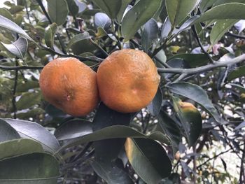 食べたオレンジの種から結実をめざします By オステオみかん 柑橘類 デコポンなど交雑品種 の栽培記録 育て方 そだレポ みんなの趣味の園芸