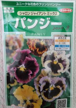 パンジー夏の種まき Part2 By Cherrymiki パンジー ビオラの栽培記録 育て方 そだレポ みんなの趣味の園芸