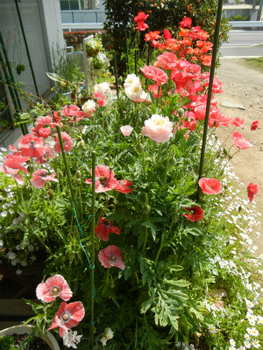 我家の花壇にもひなげしを咲かせたい By のりたん ヒナゲシの栽培記録 育て方 そだレポ みんなの趣味の園芸