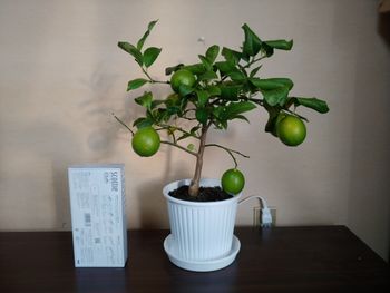 室内でレモン栽培 By サンペリグリノ そだレポ みんなの趣味の園芸