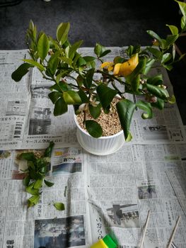 室内でレモン栽培 By サンペリグリノ レモン類の栽培記録 育て方 そだレポ みんなの趣味の園芸