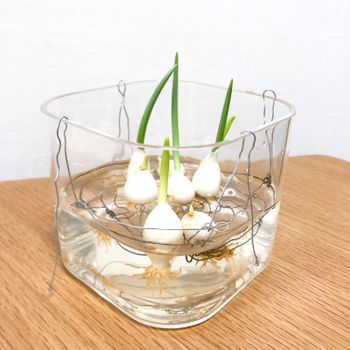 原種チューリップの水栽培 By Wakaojiasami そだレポ みんなの趣味の園芸