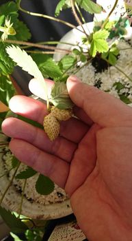 四季なりイチゴは全滅したけど By Nao Happy 0616 ワイルドストロベリーの栽培記録 育て方 そだレポ みんなの趣味の園芸