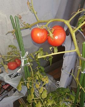 学校の実習で栽培して以来の栽培です By Nao Happy 0616 トマトの栽培記録 育て方 そだレポ みんなの趣味の園芸