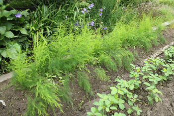 種から育てるアスパラガス By Ann アスパラガス 野菜 の栽培記録 育て方 そだレポ みんなの趣味の園芸