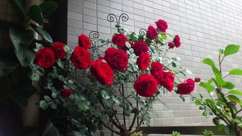 つるバラ 鉢植えコンパクトのちゃっかり誘引 By りす吉 そだレポ みんなの趣味の園芸