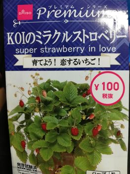 百均のワイルドストロベリーの種 By オブファーム イチゴの栽培記録 育て方 そだレポ みんなの趣味の園芸