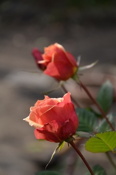弱った地植えバラを鉢植えにして復活させる By あけゆくや バラ ミニバラ の栽培記録 育て方 そだレポ みんなの趣味の園芸