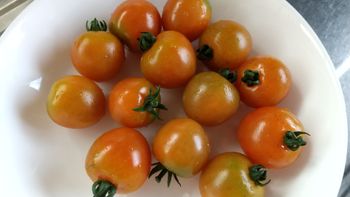 食べたトマトの種から収穫を目指す By チビクッキー そだレポ みんなの趣味の園芸