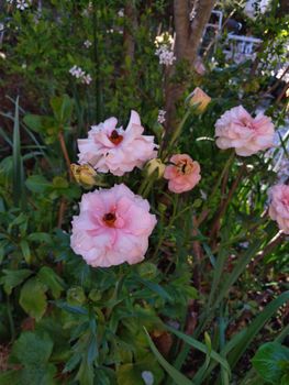 2年目のラナンキュラスラックスアリアドネの成長記録 By パールグラス ラナンキュラスの栽培記録 育て方 そだレポ みんなの趣味の園芸