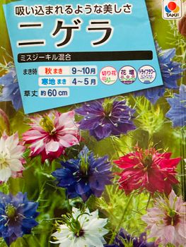 ３月蒔きでニゲラの開花に挑戦 By Masaさん そだレポ みんなの趣味の園芸