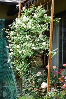 つるアイスバーグで緑のカーテンを作ろう By みやこ バラ つるバラ の栽培記録 育て方 そだレポ みんなの趣味の園芸