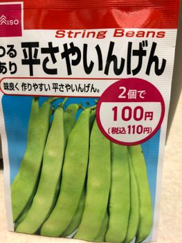 100均いんげんを育てる By えびっこ インゲンの栽培記録 育て方 そだレポ みんなの趣味の園芸