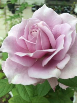 青薔薇ノヴァーリスのいい加減な挿し木記録 By バラ庭 バラの栽培記録 育て方 そだレポ みんなの趣味の園芸