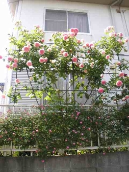 ピエールでフェンスいっぱい By 八千代椿 バラ つるバラ の栽培記録 育て方 そだレポ みんなの趣味の園芸