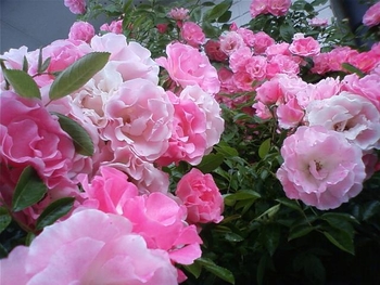実生バラだよ ん No1 By Komin バラ つるバラ の栽培記録 育て方 そだレポ みんなの趣味の園芸
