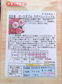 百日草を種から育てる 21年 By のみゅ ジニアの栽培記録 育て方 そだレポ みんなの趣味の園芸