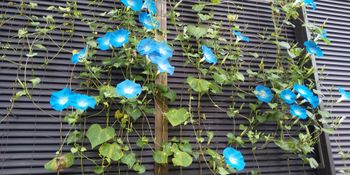ネットは目立たせたくない アーリーヘブンリーブルーのカーテンを By Mrs Kumiko そだレポ みんなの趣味の園芸