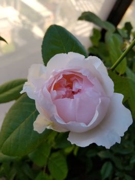 切り花品種のバラを小さな苗から育てるbyぴぃ太郎 そだレポ みんなの趣味の園芸