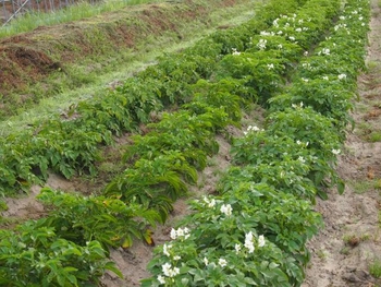 じゃがいもの栽培日記 By 青波 せいは ジャガイモの栽培記録 育て方 そだレポ みんなの趣味の園芸