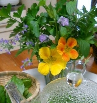 初めての種蒔き ナスタチウム By Cha Ca そだレポ みんなの趣味の園芸