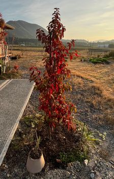 気持ちも高揚する 冬に紅葉するヤマボウシ By まサプリ そだレポ みんなの趣味の園芸
