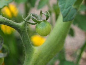 ミニトマト コンパニオンプランツでポタジェ By 青波 せいは トマトの栽培記録 育て方 そだレポ みんなの趣味の園芸