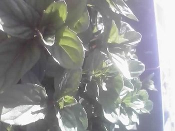 バジルの栽培は香りが楽しいですね By 次郎吉珠緒 ミントブッシュの栽培記録 育て方 そだレポ みんなの趣味の園芸