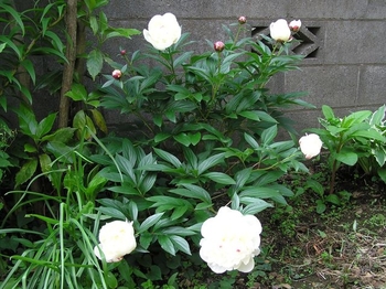 芍薬 今年もきれいに咲き始めました っ By あきら シャクヤクの栽培記録 育て方 そだレポ みんなの趣味の園芸