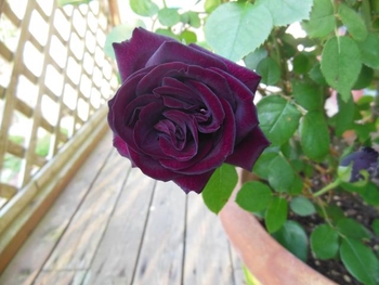 初めて育てた薔薇 3年目のルイ14世 By Bene そだレポ みんなの趣味の園芸