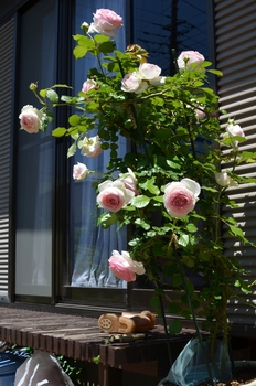 １０号鉢でピエール ド ロンサール By あけゆくや バラ つるバラ の栽培記録 育て方 そだレポ みんなの趣味の園芸