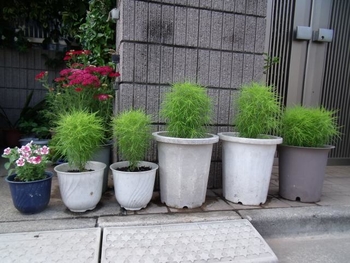 パフ ビデオ ブレンド コキア 植木鉢 Kibimaruton Jp