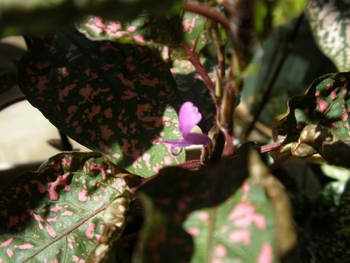 種からカラーリーフ ヒポエステス By 花好きミチコ ヒポエステスの栽培記録 育て方 そだレポ みんなの趣味の園芸