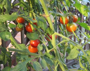 めざせ ポタジェ 中玉トマト By しまくじら トマトの栽培記録 育て方 そだレポ みんなの趣味の園芸