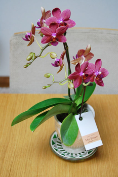 Mrs Brownは初心者向きです By Nyororo Orchids コチョウラン 胡蝶蘭 の栽培記録 育て方 そだレポ みんなの趣味の園芸