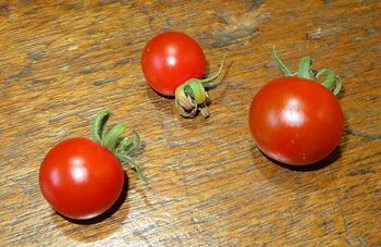 ステラミニトマト（固定種）・・種子から育てるぞ！ 収穫！！！